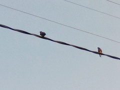 Acridotheres tristis