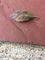 Phytomyza glabricola