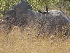 Loxodonta