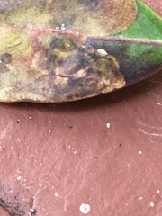 Phytomyza glabricola