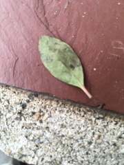 Phytomyza glabricola