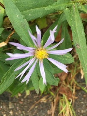 Symphyotrichum novi-belgii