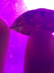 Phytomyza glabricola