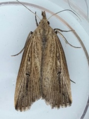 Macrochilo orciferalis