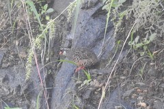 Perdicula erythrorhyncha