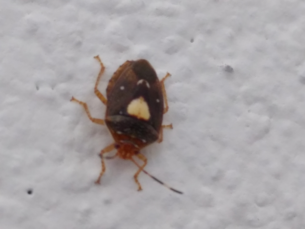 Elanela colombiana