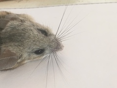 Peromyscus eremicus