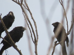 Crotophaga sulcirostris