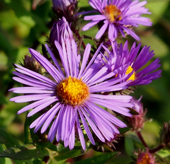Symphyotrichum novae-angliae