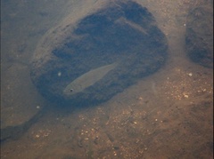 Megalops cyprinoides