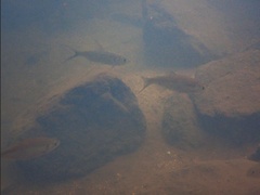 Megalops cyprinoides