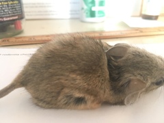 Peromyscus eremicus