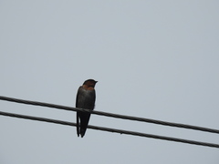 Hirundo domicola