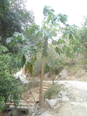 Vasconcellea cauliflora
