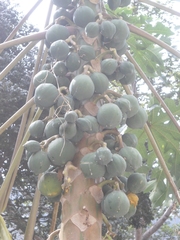 Vasconcellea cauliflora
