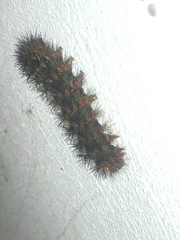 Hypercompe trinitatis