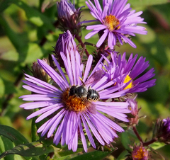 Symphyotrichum novae-angliae