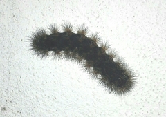 Hypercompe trinitatis