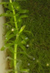 Ommatotriton ophryticus