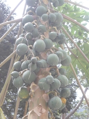 Vasconcellea cauliflora