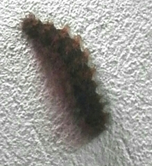 Hypercompe trinitatis