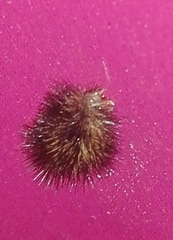 Hypercompe trinitatis