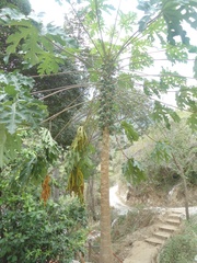 Vasconcellea cauliflora