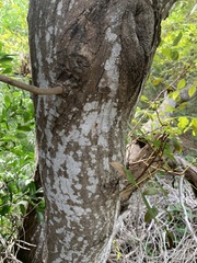 Pithecellobium lanceolatum