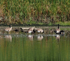 Branta canadensis