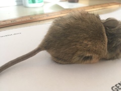 Peromyscus eremicus