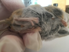 Peromyscus eremicus