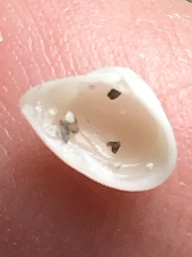 Caryocorbula swiftiana observed 2020-12-12
