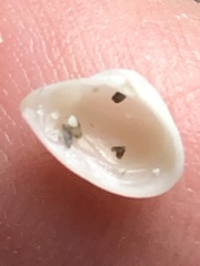 Caryocorbula swiftiana