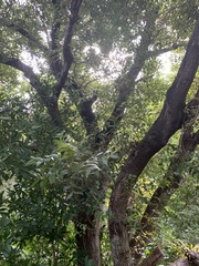 Pithecellobium lanceolatum