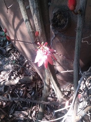 Passiflora quadriglandulosa