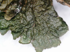 Melanohalea exasperata