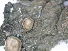 Melanohalea exasperata