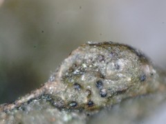 Melanohalea exasperata