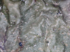 Melanohalea exasperata