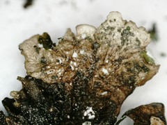 Melanohalea exasperata