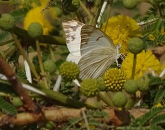 Belenois gidica gidica