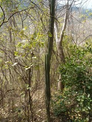 Stenocereus laevigatus