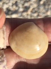 Semele proficua