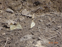 Belenois gidica gidica