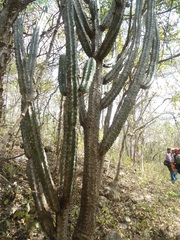 Stenocereus laevigatus