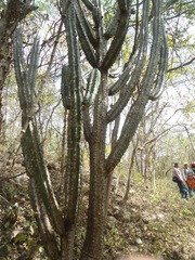 Stenocereus laevigatus
