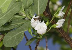 Bowkeria verticillata