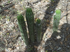 Stenocereus laevigatus