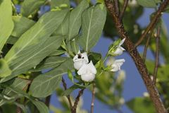 Bowkeria verticillata