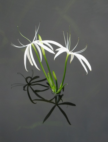 Crinum natans, photograph 2